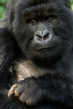 gorilla